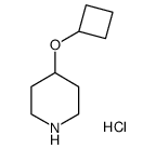 盐酸4-环丁氧基哌啶结构式