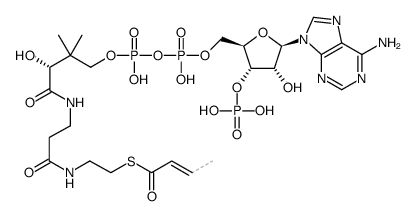Crotonyl-CoA Structure