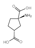 (+/-)-1-氨基环戊烷-顺式-1,3-二羧酸结构式