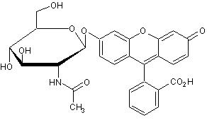 Fluorescein mono-beta-D-N-acetylglucosamine Structure