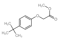 Aceticacid, 2-[4-(1,1-dimethylethyl)phenoxy]-, methyl ester Structure