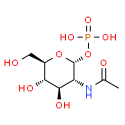 poly(N-acetylglucosamine 1-phosphate) structure
