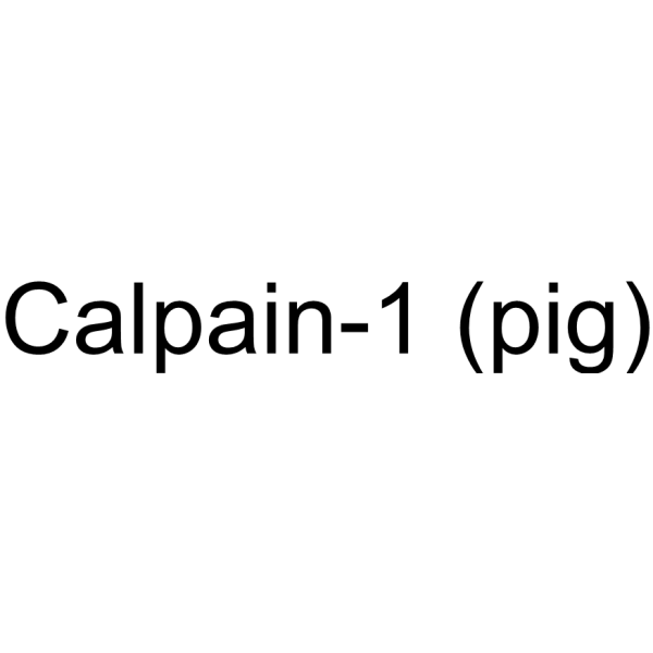Calpain-1 (pig) Structure
