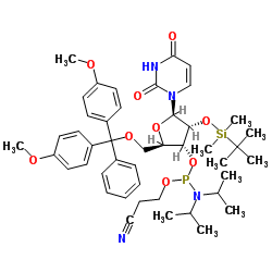 rU亚磷酰胺单体结构式