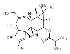 13-异丁酸-12-脱氧佛波醇酯结构式