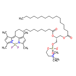 1-棕榈酰基-2-(二吡咯亚甲基二硼)十一烷酰基-sn-甘油-3-磷酸胆碱结构式