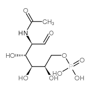 N-乙酰葡糖胺-6-磷酸结构式