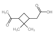 Cyclobutaneacetic acid,3-acetyl-2,2-dimethyl- Structure