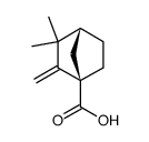 (+)-(1R)-3,3-dimethyl-2-methylene-1-norbornanecarboxylic acid结构式