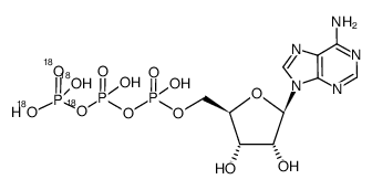 γ-(18)O4-ATP Structure