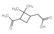 cis-Pinonic acid Structure