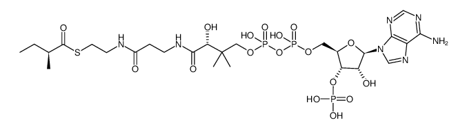 α-S-methylbutyryl-CoA结构式