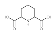 Piperidine-2,6-dicarboxylic Acid Structure