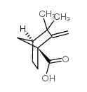 3,3-二甲基-2-亚甲基-双环[2.2.1]-庚烷-1-羧酸结构式