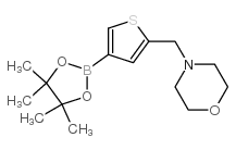 4-[4-(4,4,5,5-四甲基-1,3,2-二氧杂硼硼烷-2-基)噻吩-2-基甲基]吗啉图片