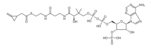 methylenecyclopropyl acetyl-CoA结构式