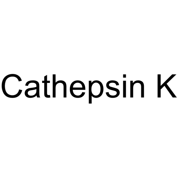 Cathepsin K Structure