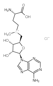 S-(5'-Adenosyl)-L-methionine chloride Structure