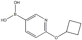 2-(Cyclobutoxy)pyridine-5-boronic acid Structure