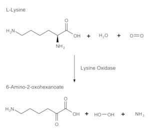 赖氨酸氧化酶结构式