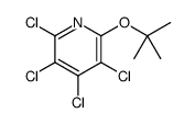 2,3,4,5-tetrachloro-6-[(2-methylpropan-2-yl)oxy]pyridine结构式